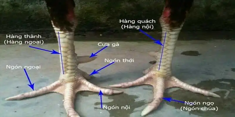 Cách Xem Chân Gà Đá - Bí Quyết Chọn Chiến Kê Bách Thắng 2 Bộ phận cấu tạo của chân gà
